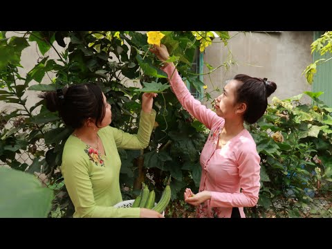 Video Hái Mướp Xào Lòng Vịt + Cá Lòng Tong Kho Tiêu ● Nắng... - youtube