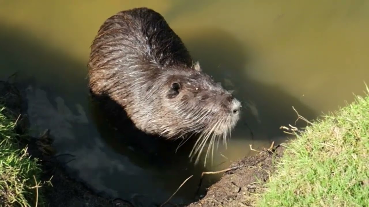 ⭐Wild Nutria⭐