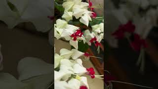 #nature #beautiful #flowers #my garden #shortvideo #song #short #reels #viral #shorts #viralvideo