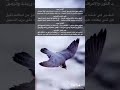 من افضل وجمل القصايد بدع الشيخ علي ناصر القردعي وجواب الامام احمد الله يرحمهم