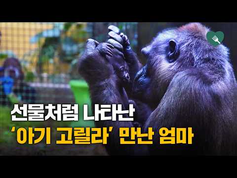 엄마에게 버려진 <strong>미숙아</strong> 고릴라...가족과 다시 만난 놀라운 순간