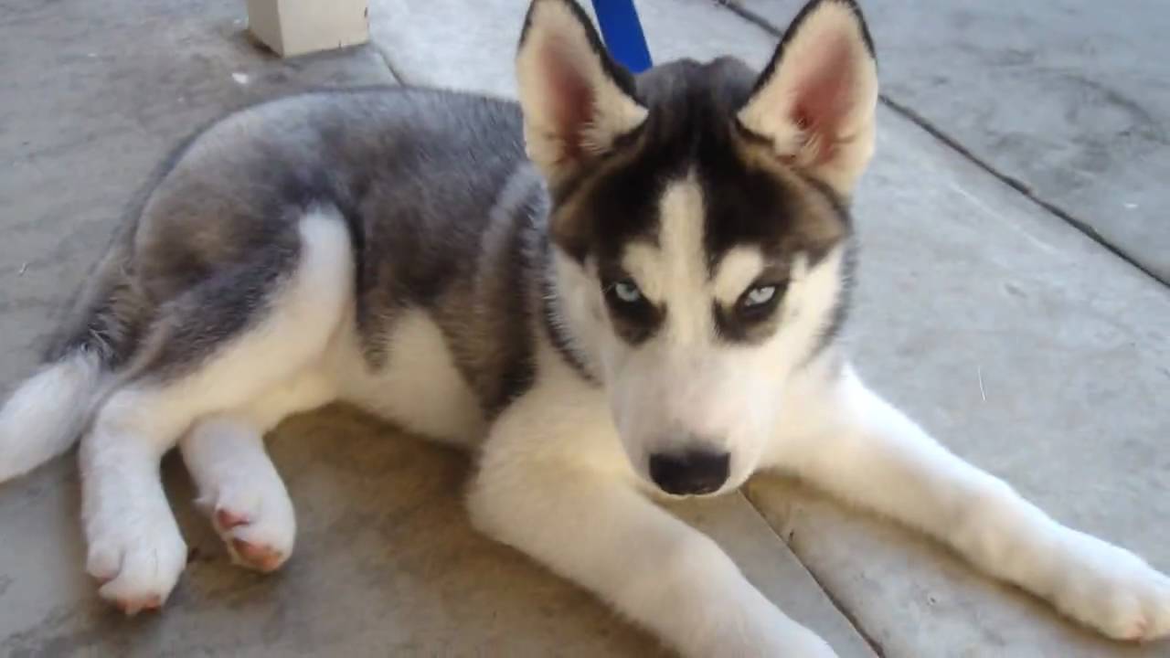 11 week old siberian husky