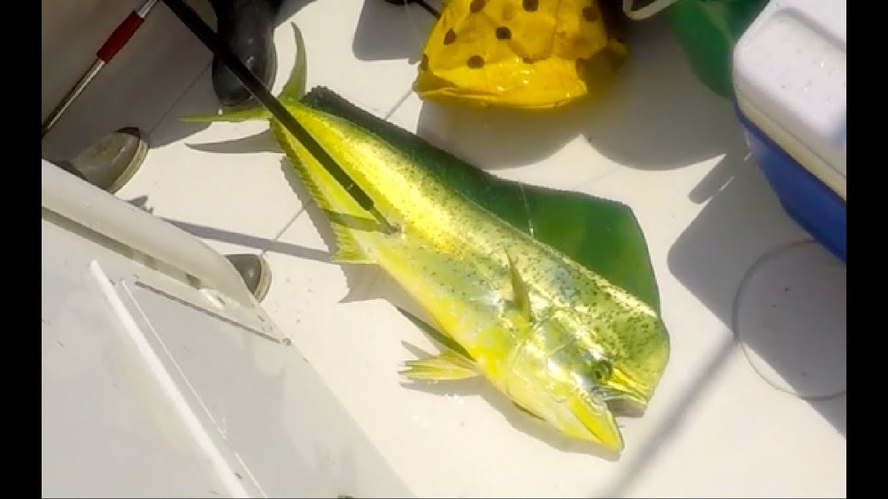 Episode 19 : Offshore Summer Trip For Shark And Mahi In New Jersey