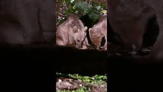 Ayı Yavruları Yiyecek Aradılar Duvara Tırmandılar Karınları Doyduktan Sonra Gözden Kayboldular