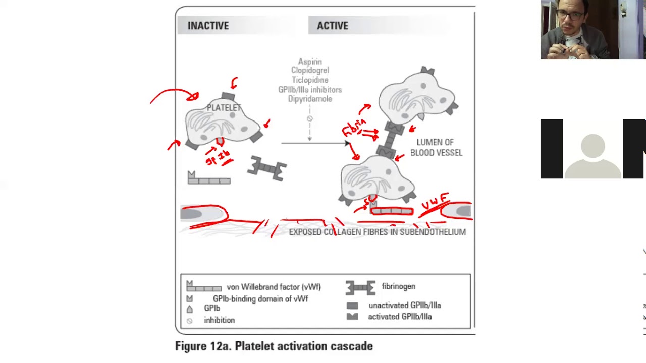Hematology 11b : Bleeding disorders  Intro