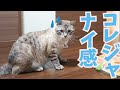 【悲報】新しいおもちゃが好みじゃなかった時の猫