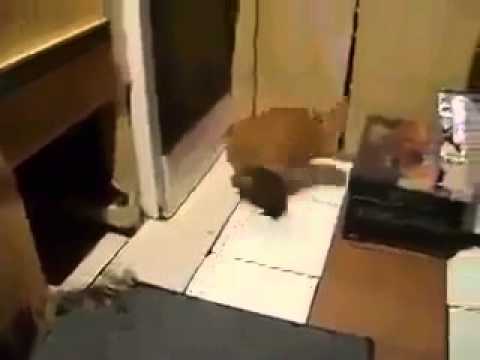 القوالب نامت و الانصاص قامت قطط اخر زمن صحيح