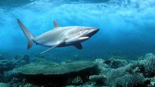 EDX2170- Under The Sea