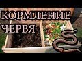 КОРМЛЕНИЕ ЧЕРВЯ. Приготовление корма для дождевого червя.