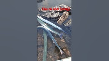 Câu cá nhái (nháy xương xanh). #fishing