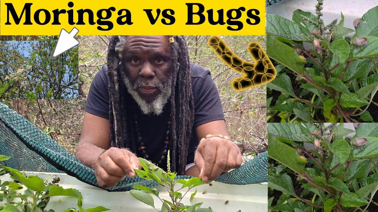 My Plants Were Under Attack 😱 ...So i Reach for Moringa