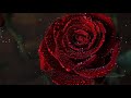 Miniature de la vidéo de la chanson Comme Une Rose Noire