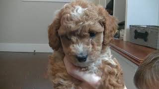 Cavapoo puppies all have names!