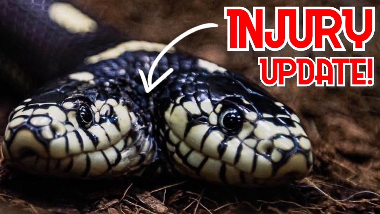 green anaconda feeding TWO HEAD SNAKE INJURY UPDATE!! GREEN ANACONDA AND BABY ALBINO CARPET PYTHONS!! | BRIAN BARCZYK