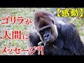 【感動】手話のできる奇跡のゴリラ『ココ』が、人間に対し自然界からのメッセージを伝える！【厳選 感動する話】