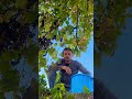 Собирая виноград