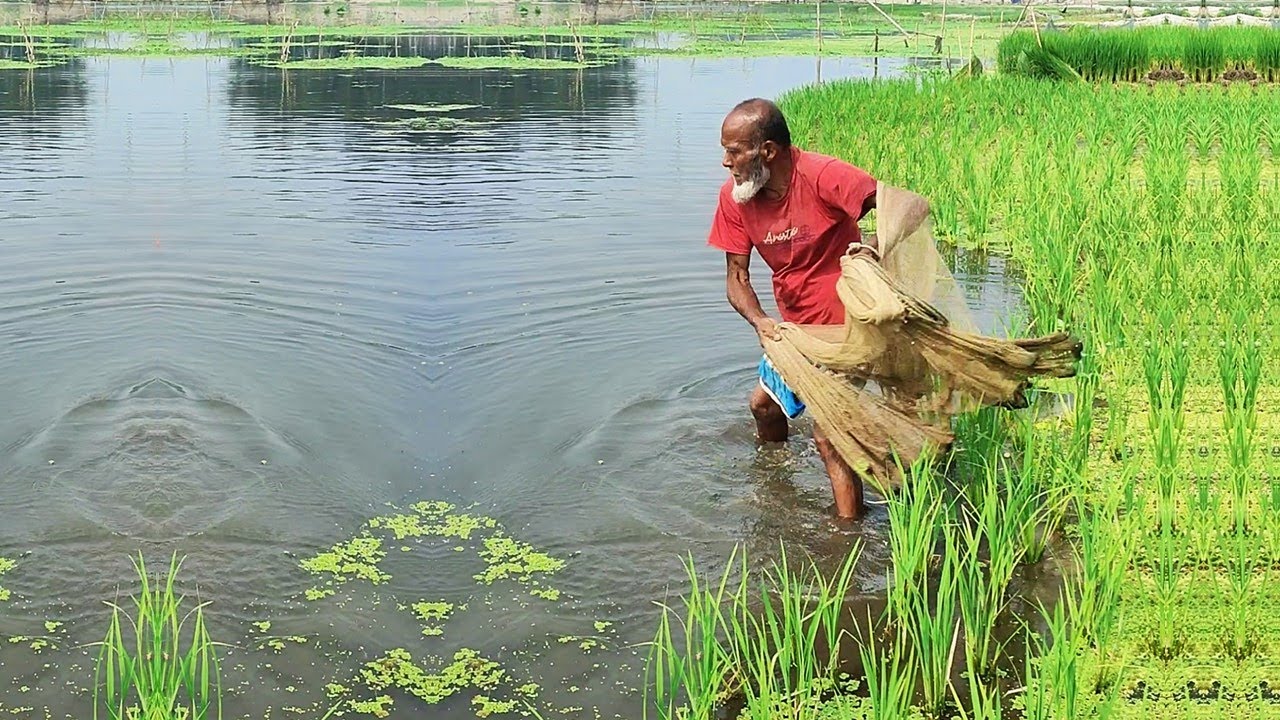 Amazing Cast Net Fishing Video - Best Net Fishing with Old Fisherman - Traditional Net Fishing Video