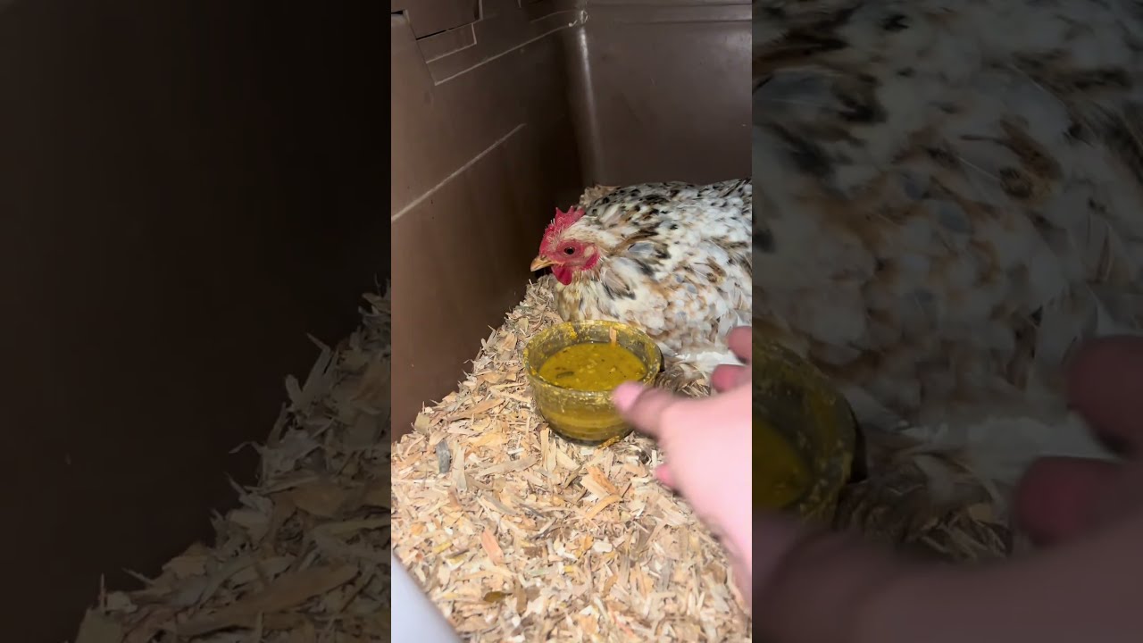 My Chicken Was Suffering From Serious Neurological Problems Homestead Chickens