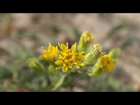 Vidéo: Verge d'or commune. Caractéristiques de la plante