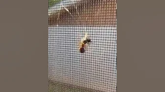 The Fly Catcher