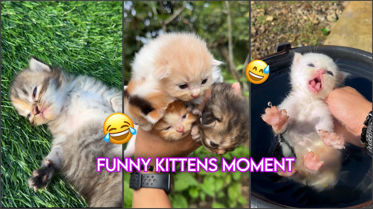 FUNNY KITTENS MOMENTS COMPILATION