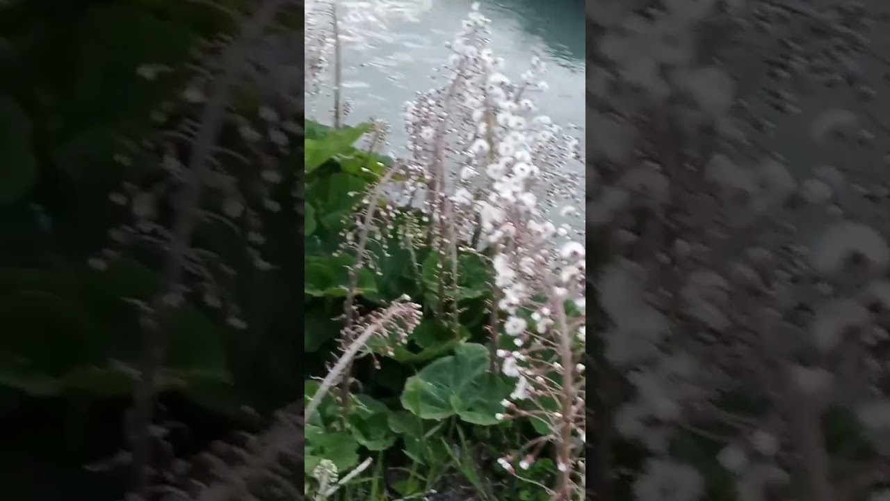 Petasitet pianta selvatica