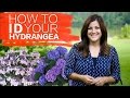 How to Identify Your Hydrangea // Garden Answer