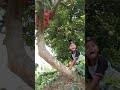 ikuti aku memanen cabe‼️‼️