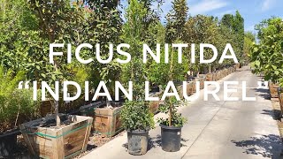 Detailed Moon Valley Nurseries Versus The Competition: Ficus Nitida Columns Details