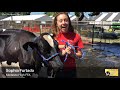 Dairy Cows Kept Cool At The Stanislus County Fair