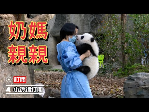《熊貓主題趴》我要申請去大熊貓幼稚園當老師 | iPanda熊貓頻道