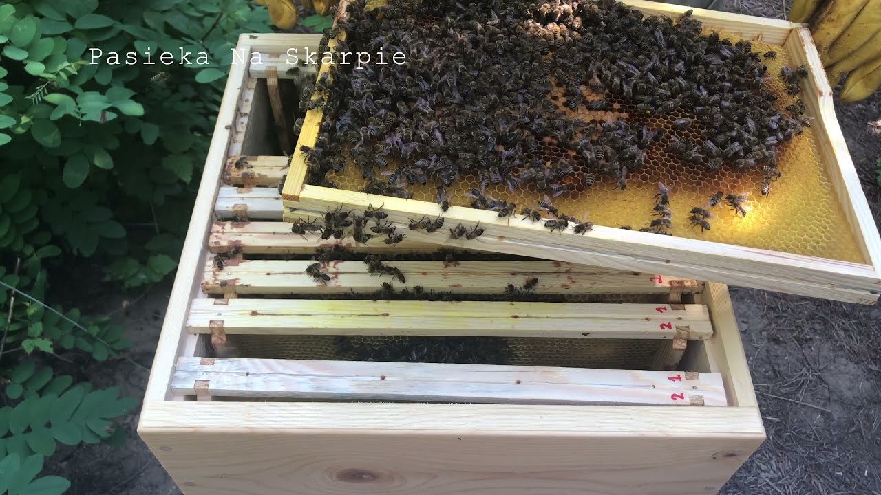 #38 Przegląd odkładów jedno-ramkowych Ul:10,12,13 08.09.2021    4K