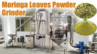 Superfood Profits! 🌿 Commercial Moringa Leaves Powder Grinder Machine | Get Ultra-Fine Powder! ⚡