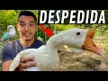 Ninho Agaporne | Ovoscopia | Mudança ganso africano branco | Aves Recriar