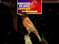Canário Belga PROFESSOR do CANTO CAMPAINHA -AULAS de CANTO que Impressiona! 🥇ESQUENTE 🔥seu Canário 2