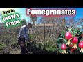How To Grow & Prune A Pomegranate Tree | Complete Step By Step Guide