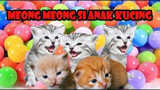anak kucing meong meong (kucing lomba makan ayam goreng ) part 15 by si meong meong kucing lucu 2,306 views 2 weeks ago 4 minutes, 3 seconds