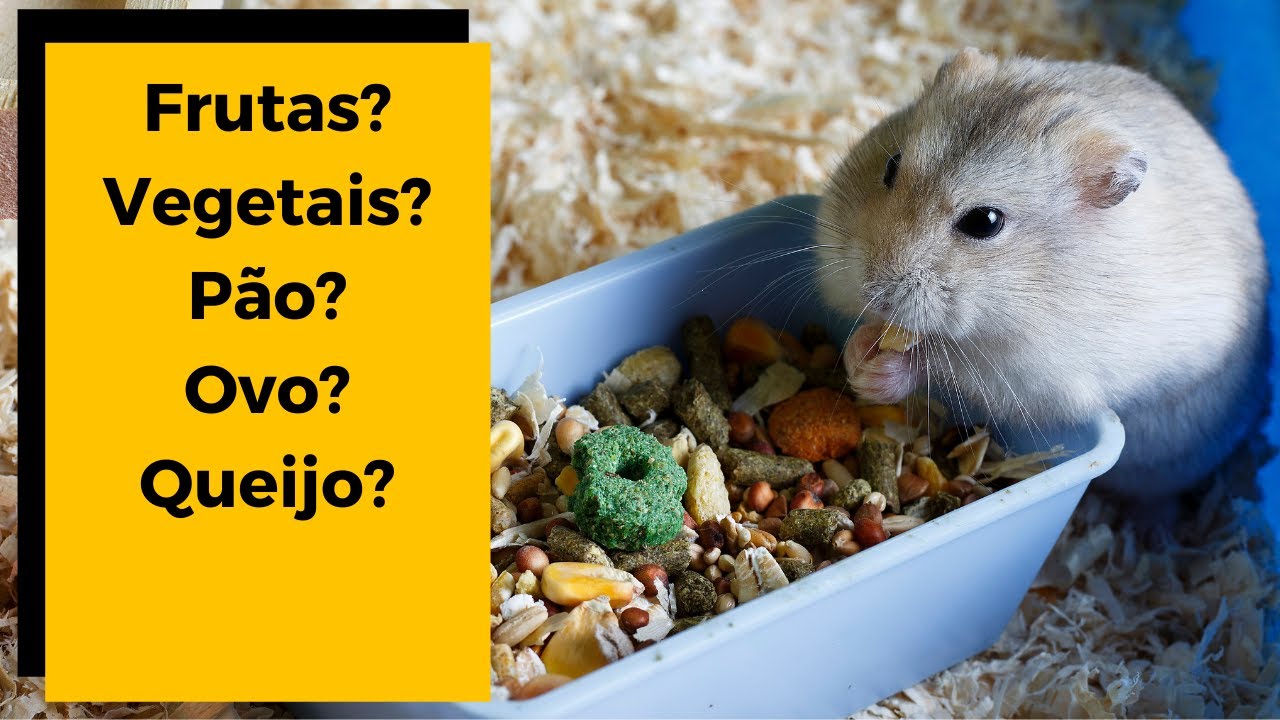 Hamster Pode Comer Goiaba - RETOEDU