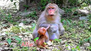 Oh, Mom, how will Amanda help little ALFIE not come back?