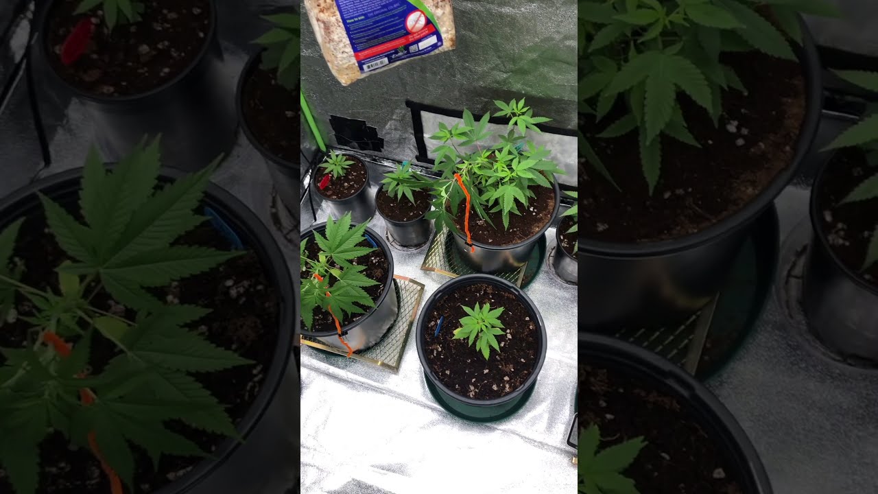 HLG Scorpion Diablo beginner grower (Zskittle)