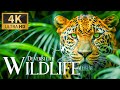 Diverse life wild 4k  discovery relaxation film with calm relaxing music  nature real sound