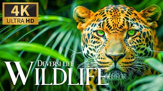 Diverse Life Wild 4K 🌿 Discovery Relaxation Film With Calm Relaxing Music & Nature Video Real Sound