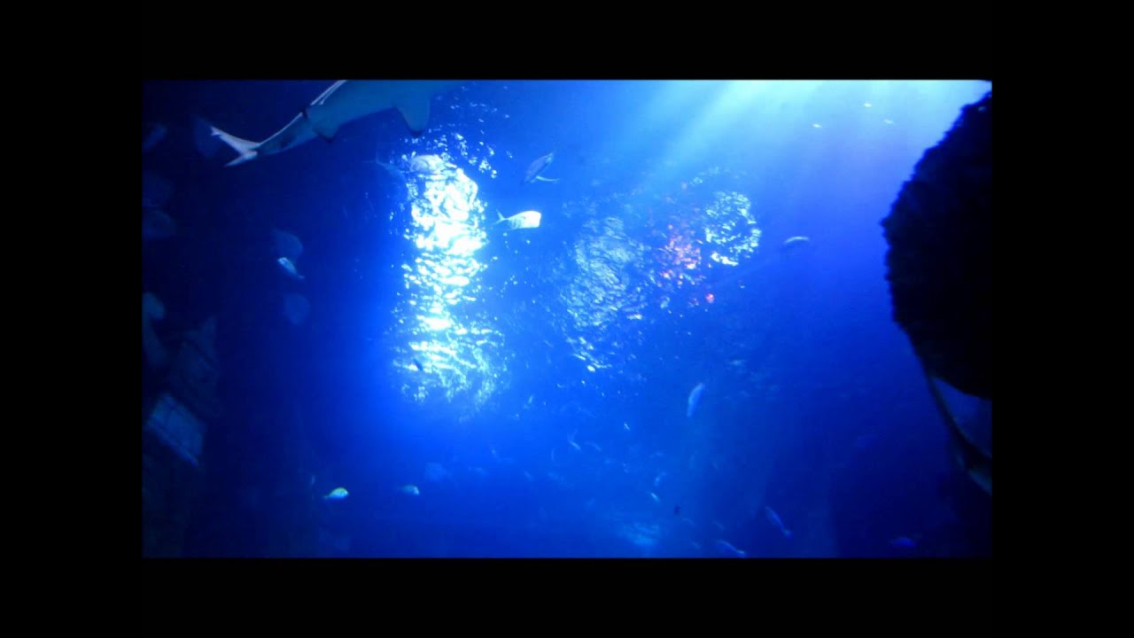 Sea Life Aquarium Jesolo YouTube