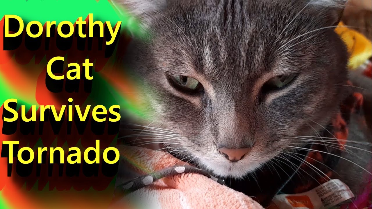 Dorothy Cat Survives A Tornado YouTube