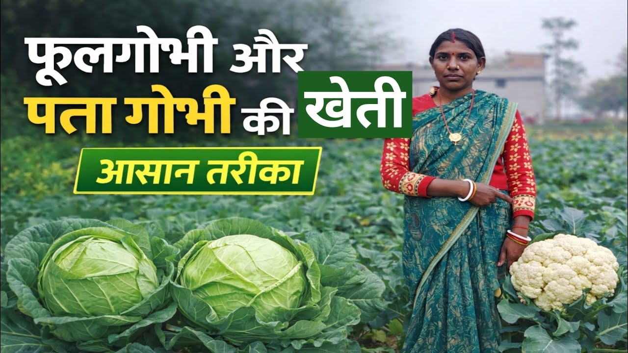 फूलगोभी और पत्ता गोभी की खेती || Indian Farming || Gaon Ki Kheti || Kisan farming Video..