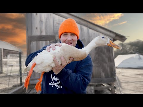 Day in the Life of a Runner Duck