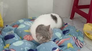 The Cat Is Grooming Its Fur