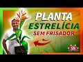 PLANTA ESTRELÍCIA EM EVA | SEM FRISADOR | PASSO A PASSO