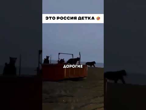 Это россия детка 🤣