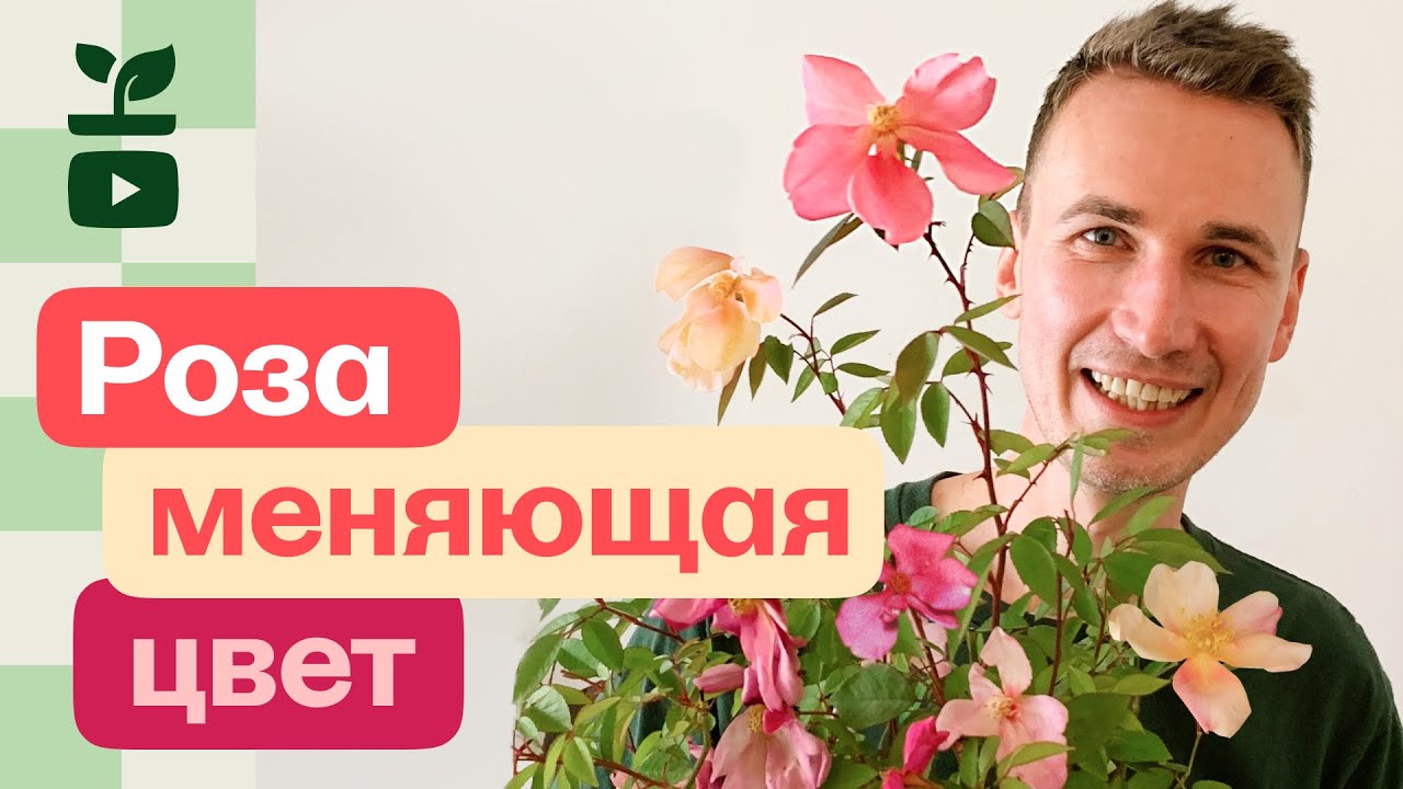 Нашел редкую розу. Мутабилис или роза изменчевая. И обзор цветущих роз
